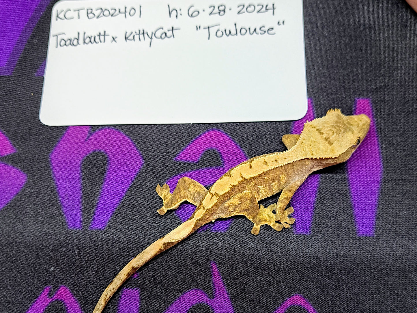 crested gecko "Toulouse"