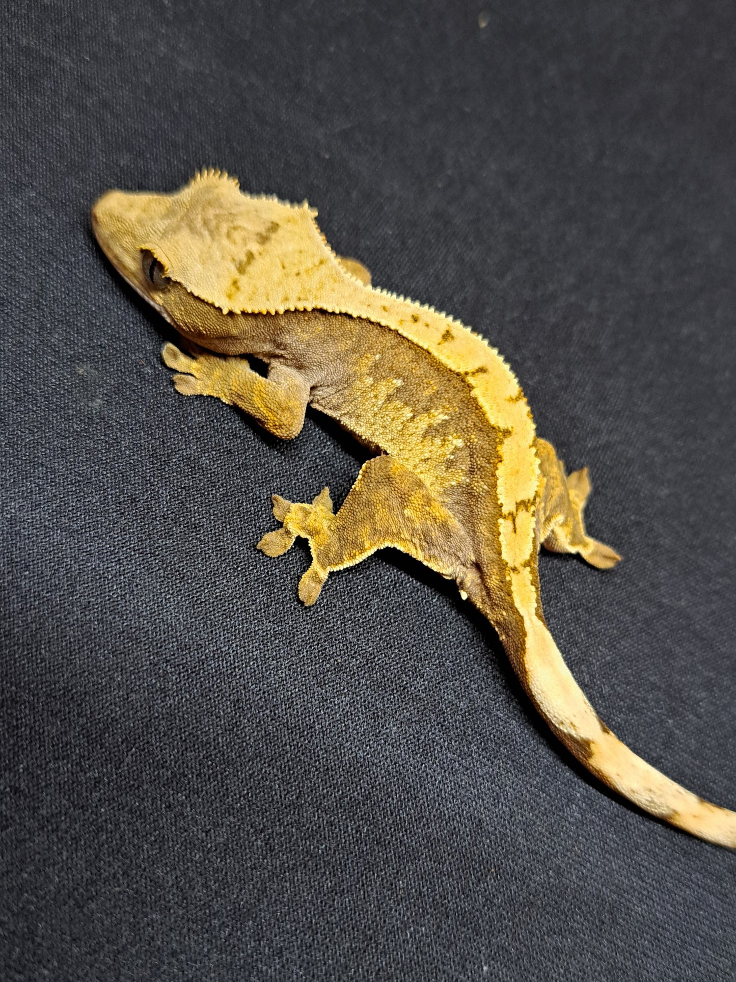 crested gecko "Toulouse"