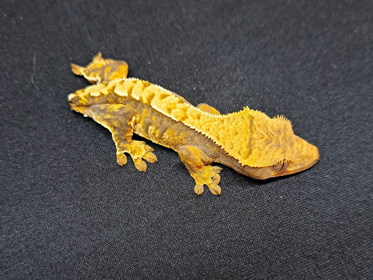 crested gecko "Berlioz"