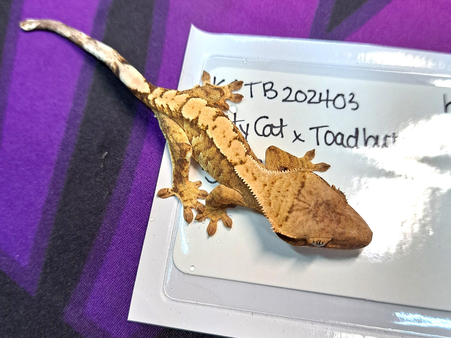 crested gecko "Junior"