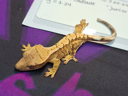 crested gecko "Junior"