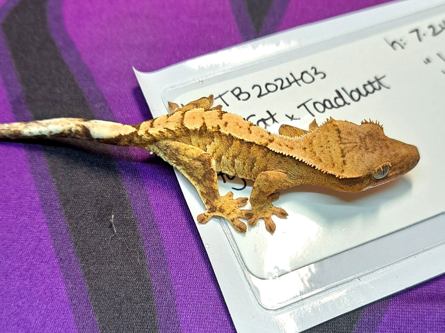 crested gecko "Junior"