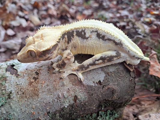 crested gecko "Toadbutt" proven male Lilly white