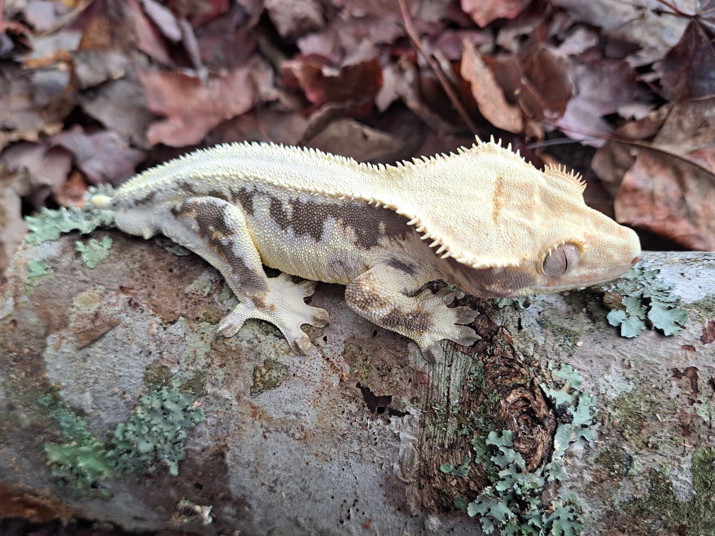 crested gecko "Toadbutt" proven male Lilly white