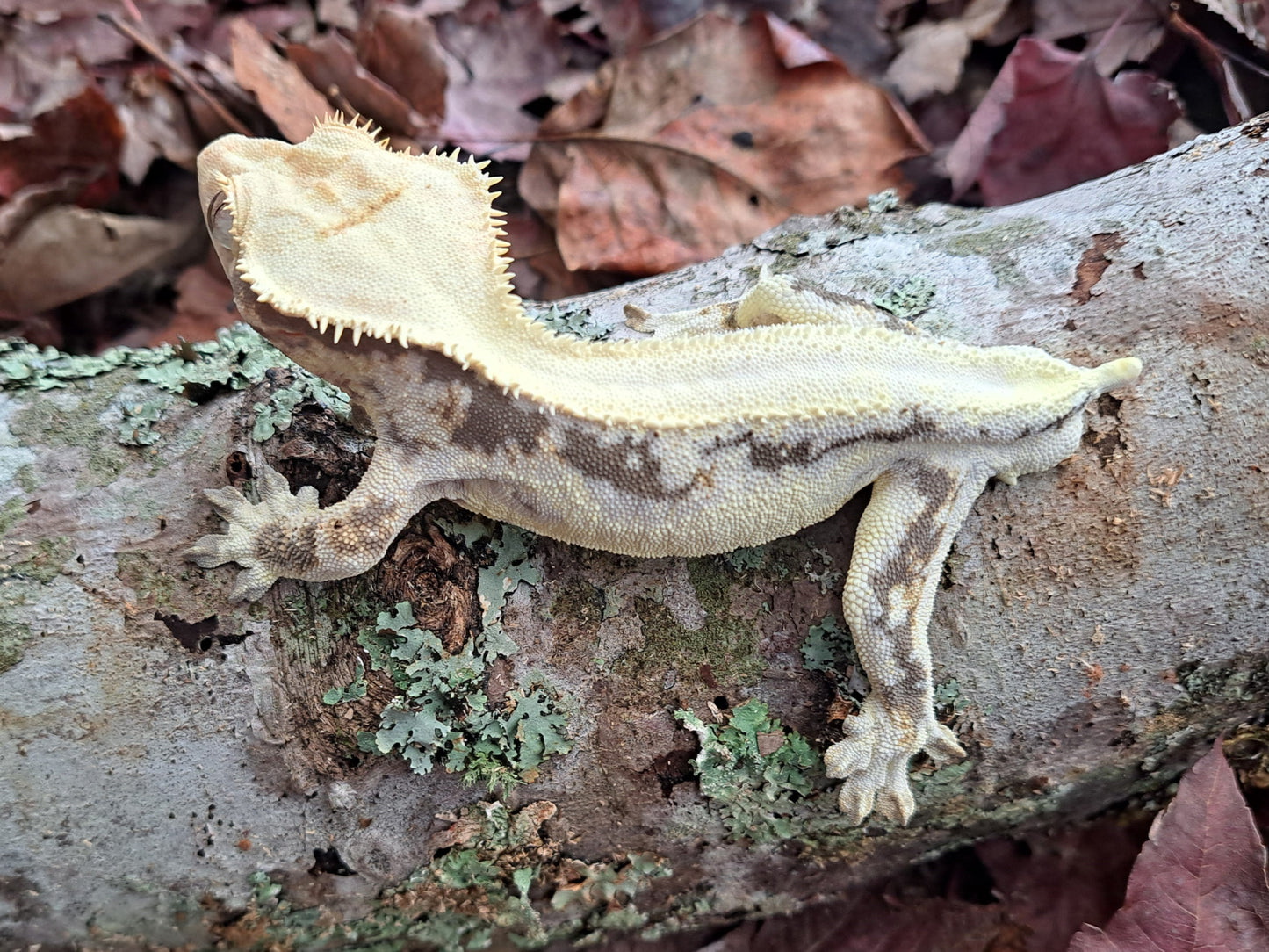 crested gecko "Toadbutt" proven male Lilly white