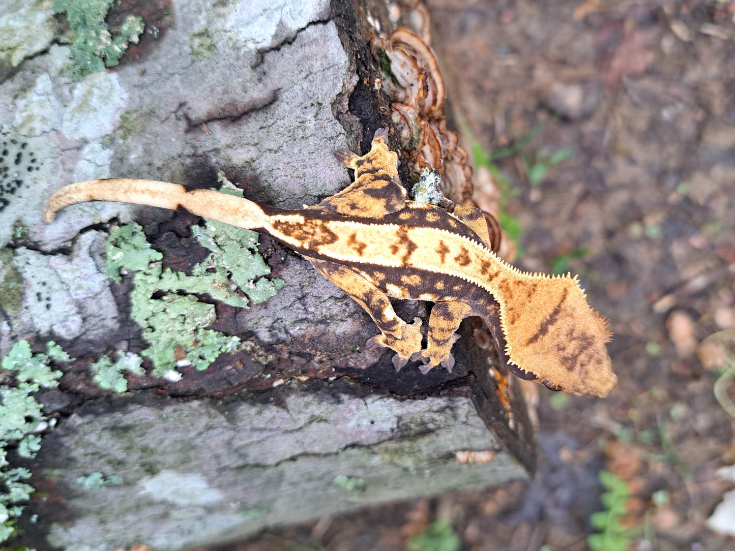 crested gecko "Bill Gates"