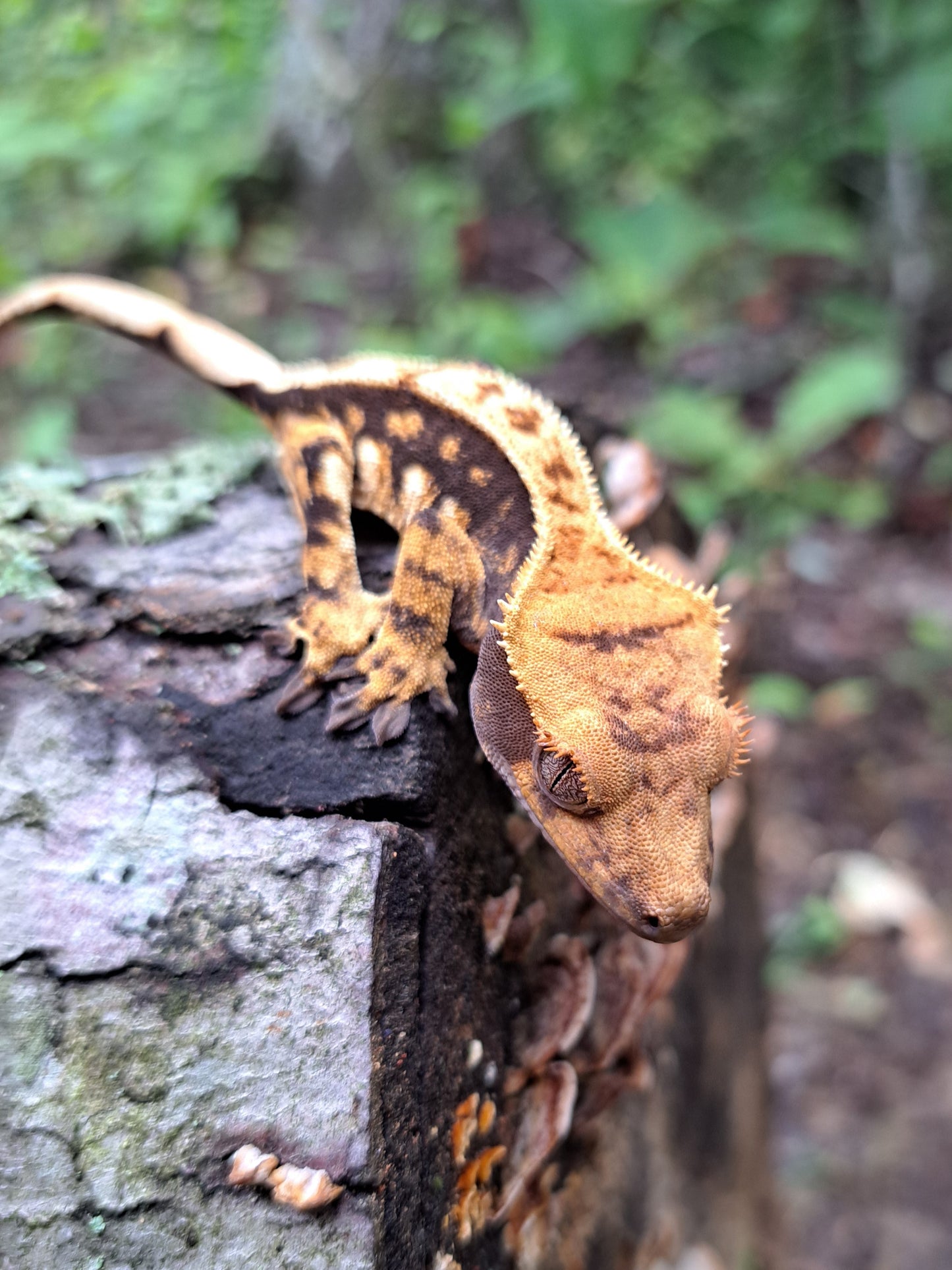 crested gecko "Bill Gates"