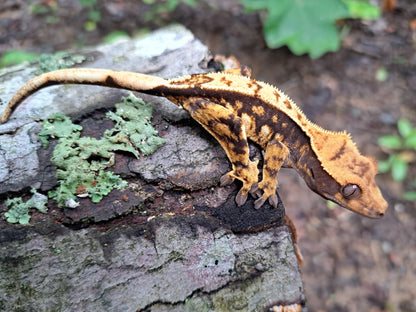 crested gecko "Bill Gates"