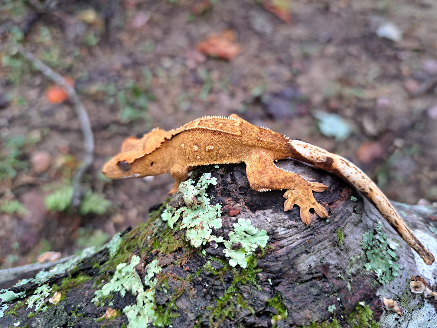 crested gecko "Bart"