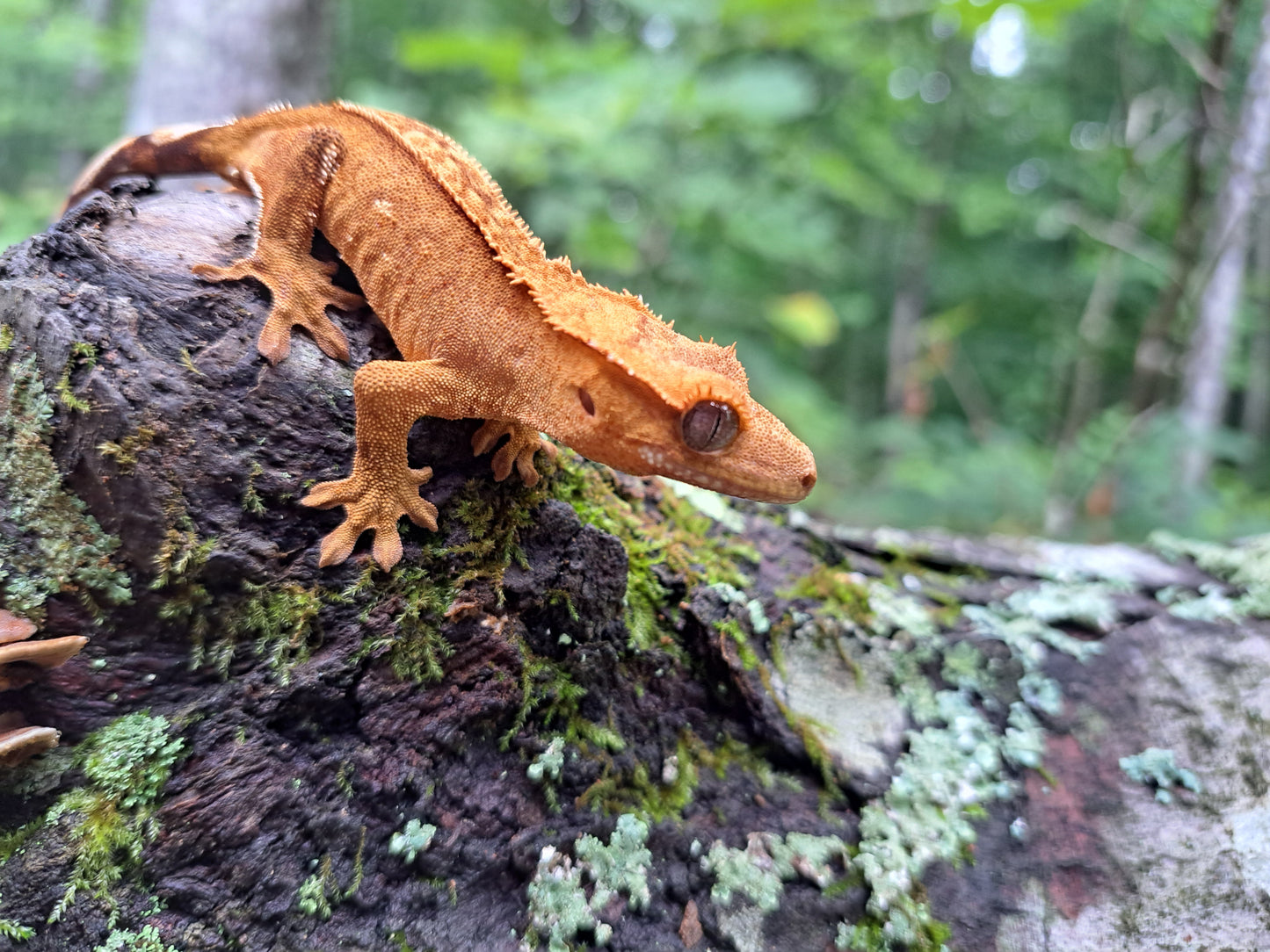 crested gecko "Bart"