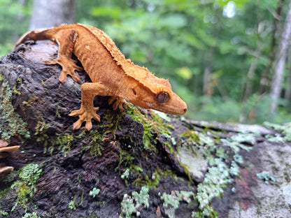 crested gecko "Bart"