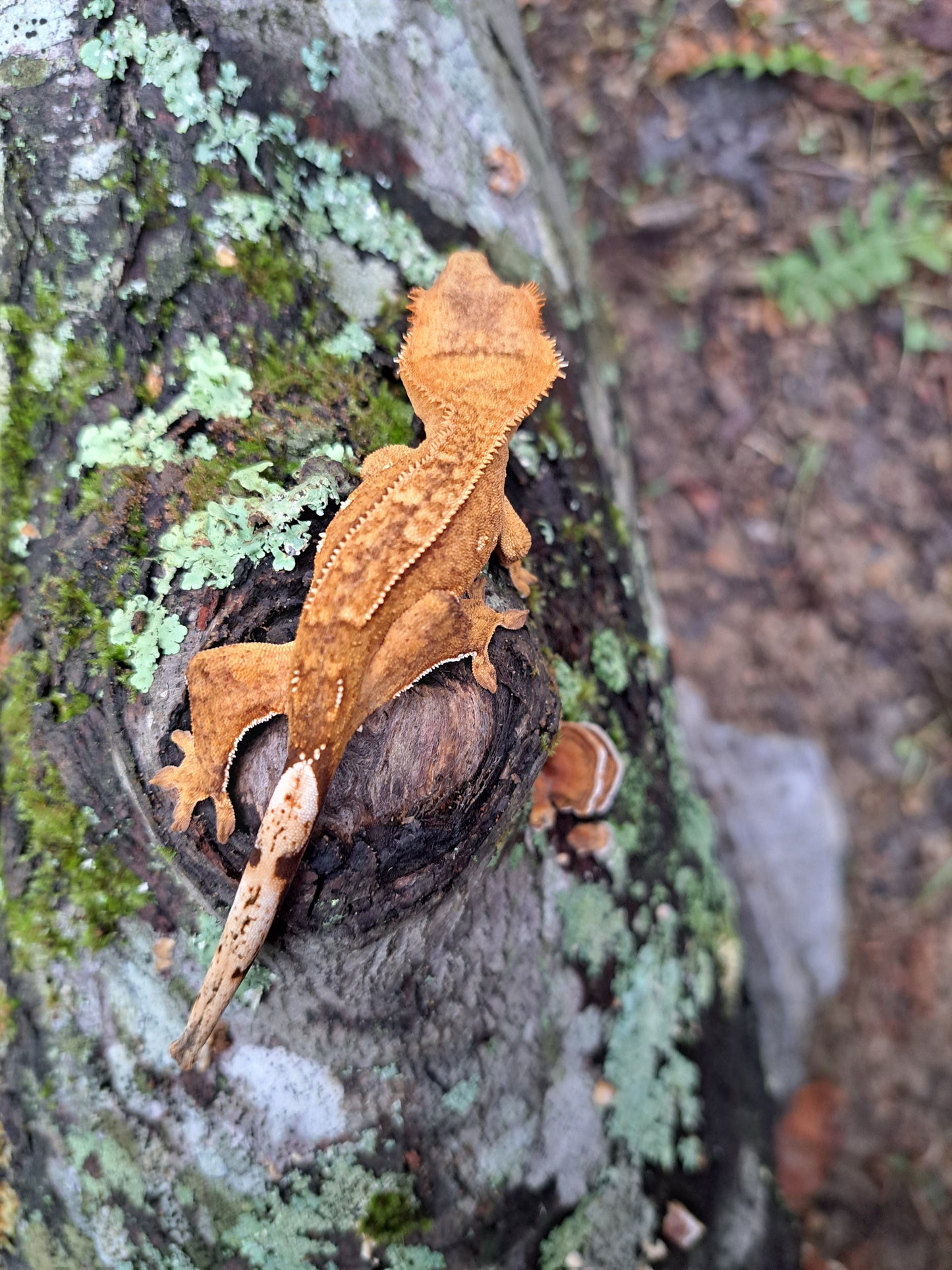 crested gecko "Bart"