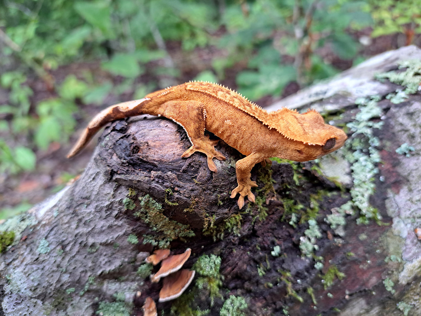 crested gecko "Bart"