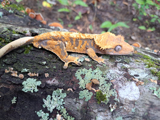 crested gecko "Pan"