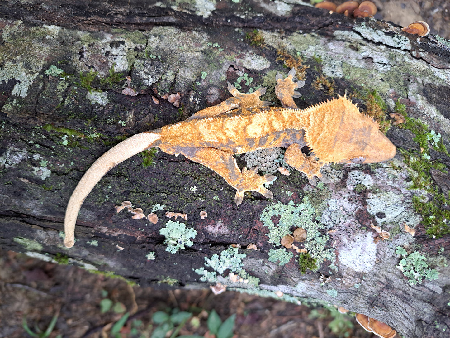 crested gecko "Pan"