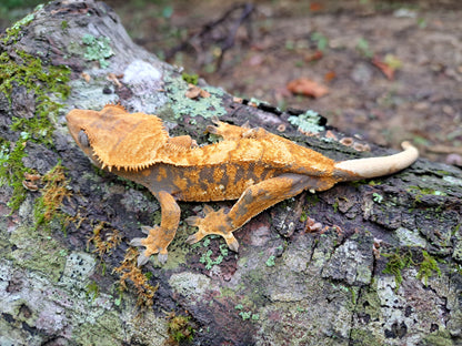 crested gecko "Pan"