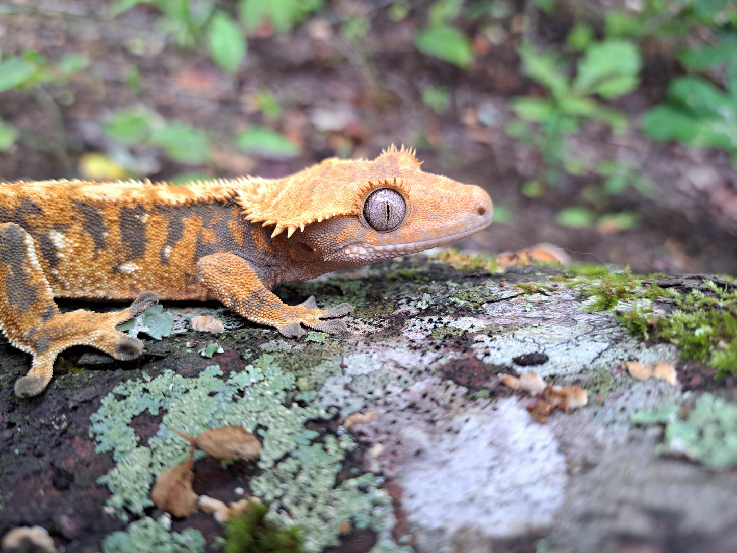 crested gecko "Pan"