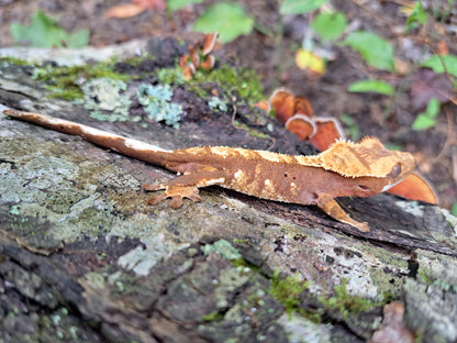 crested gecko "Apollo"