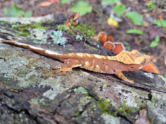 crested gecko "Apollo"