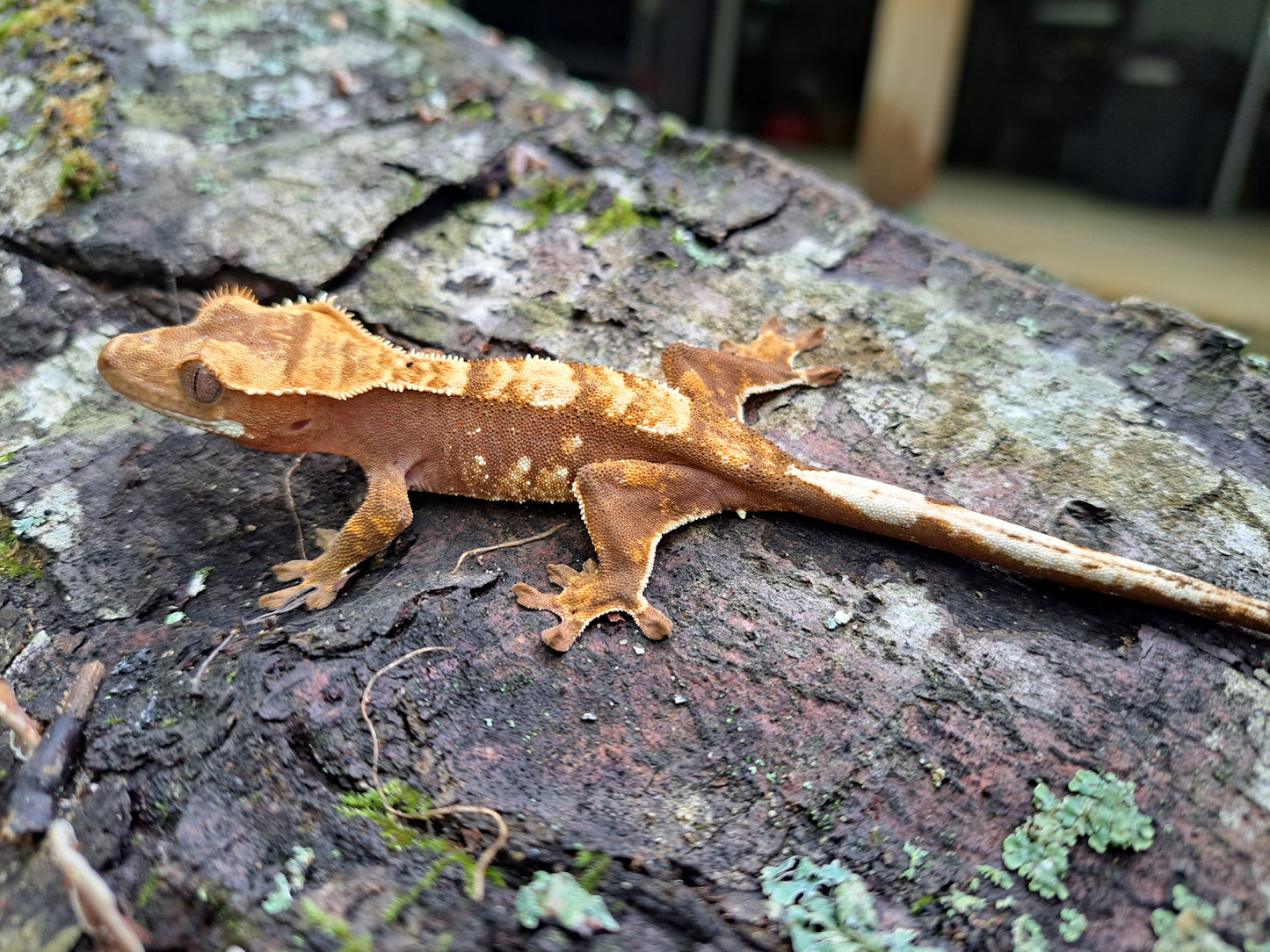 crested gecko "Apollo"