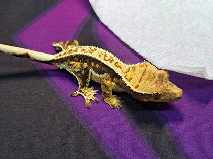 crested gecko "Nellie"