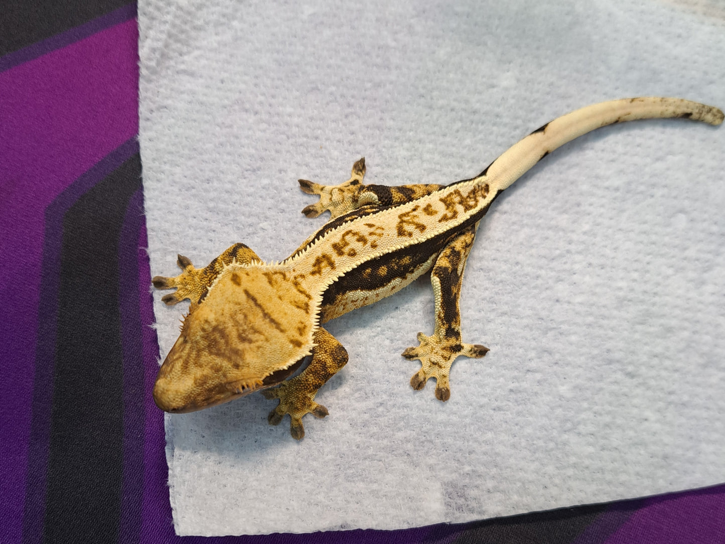 crested gecko "Nellie"