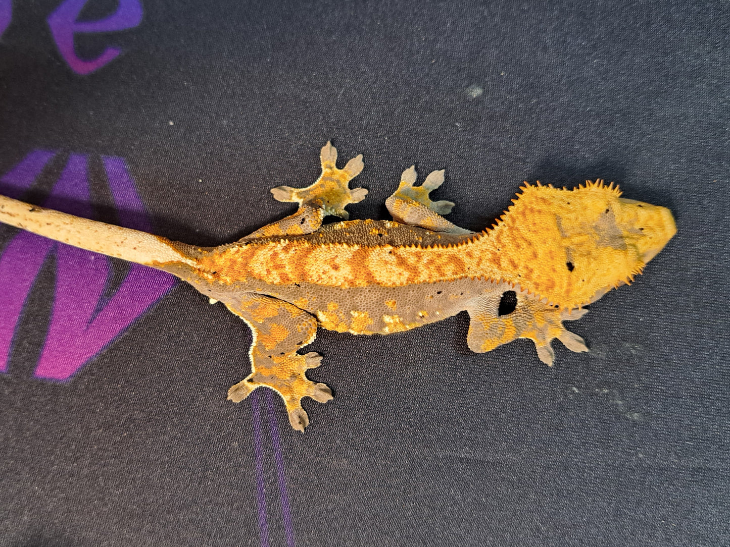 crested gecko "Torch"