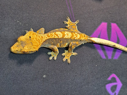 crested gecko "Torch"