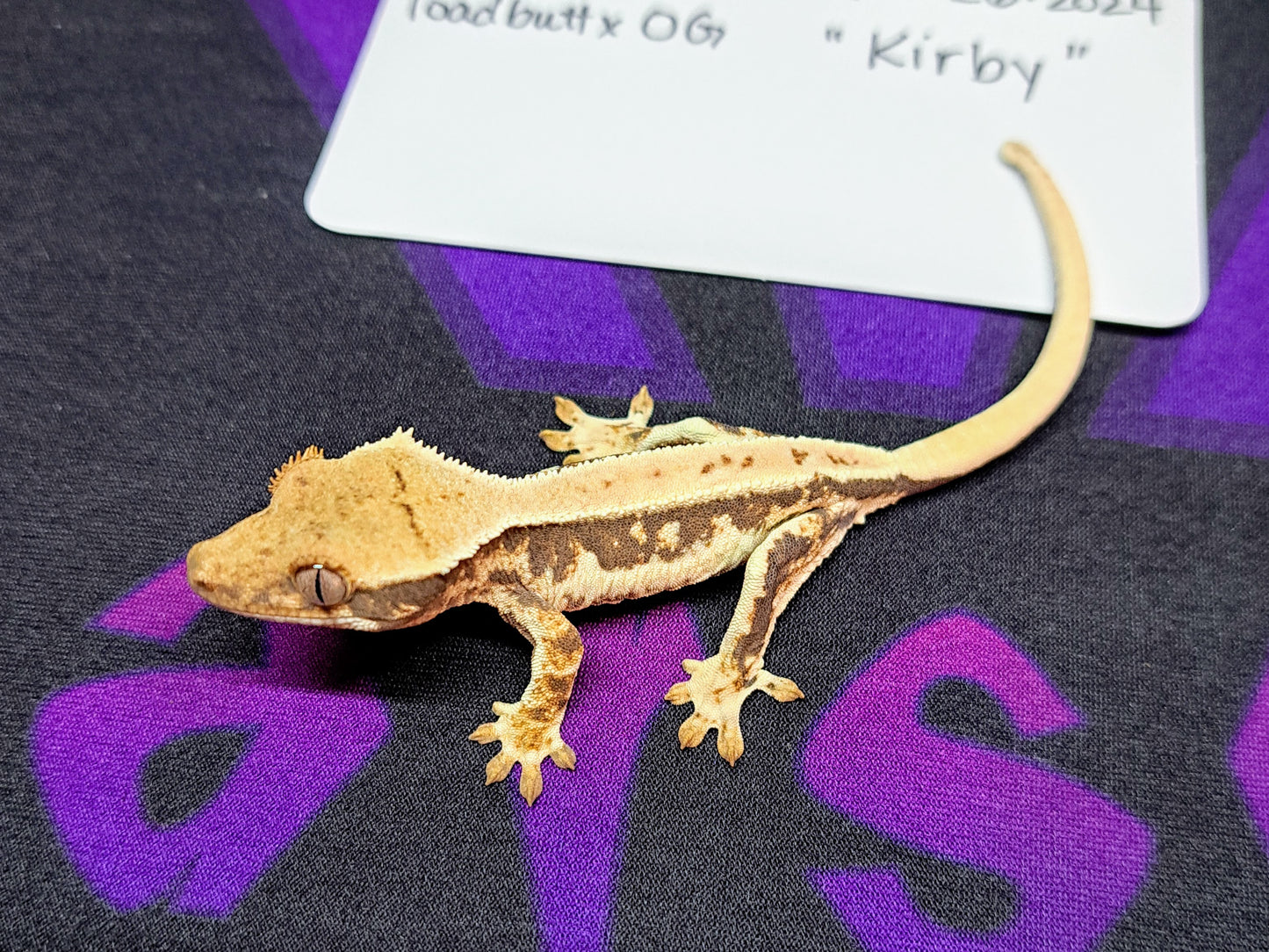 crested gecko "Kirby" Lilly white