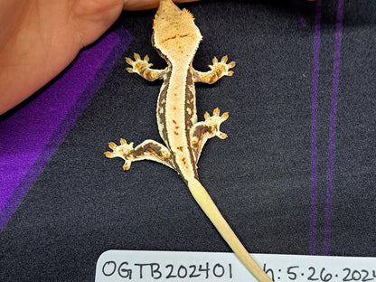 crested gecko "Kirby" Lilly white