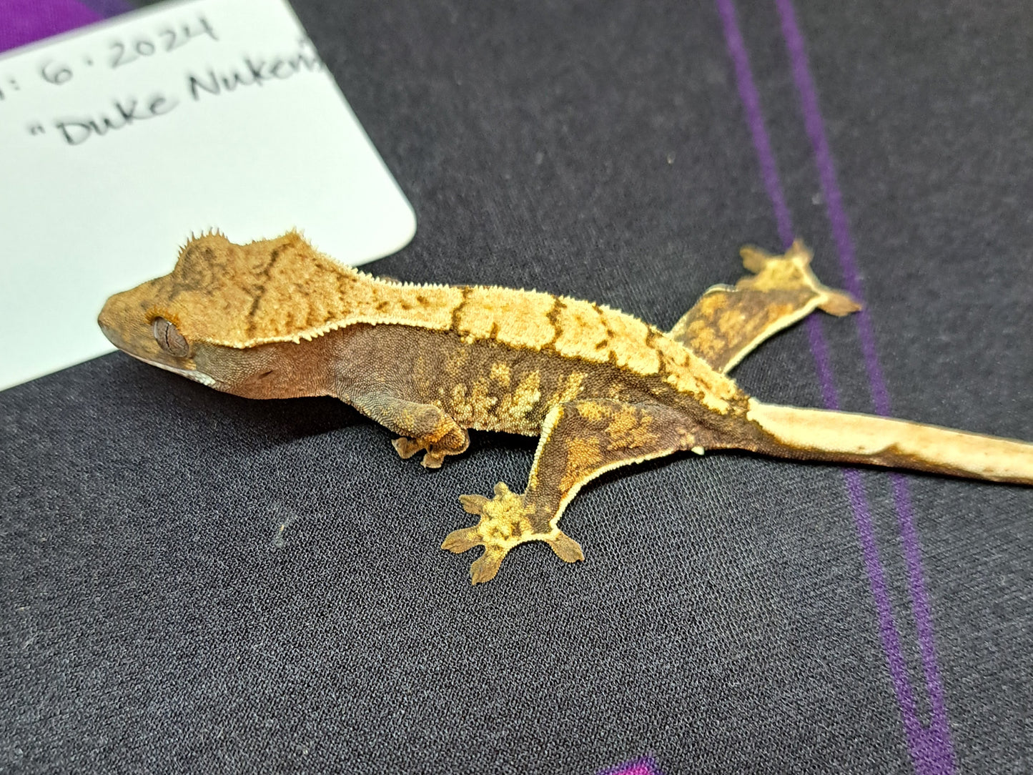 crested gecko "Duke Nukem"