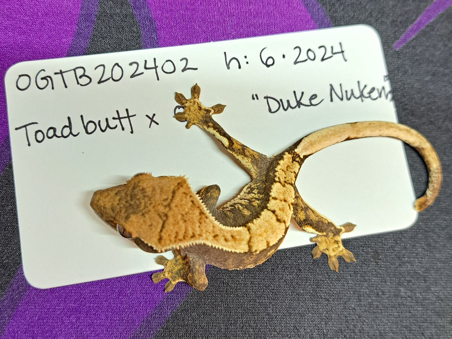 crested gecko "Duke Nukem"