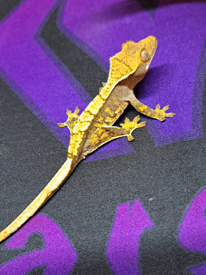 crested gecko "Duke Nukem"