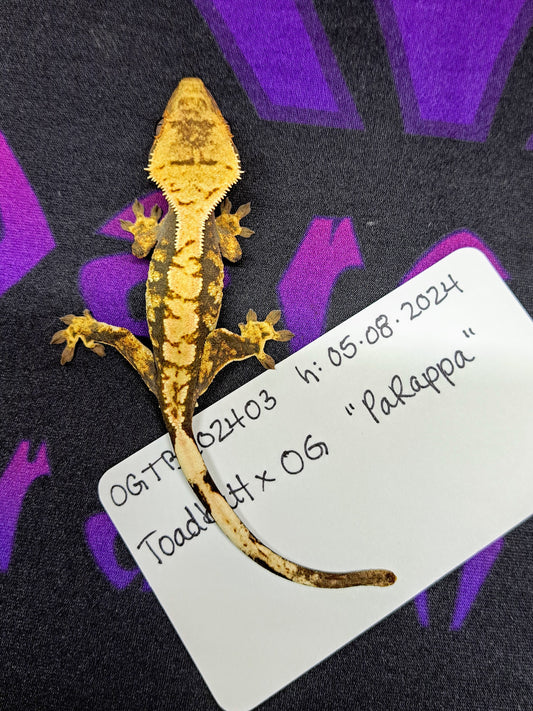 crested gecko "PaRappa"