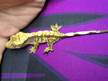 crested gecko "PaRappa"