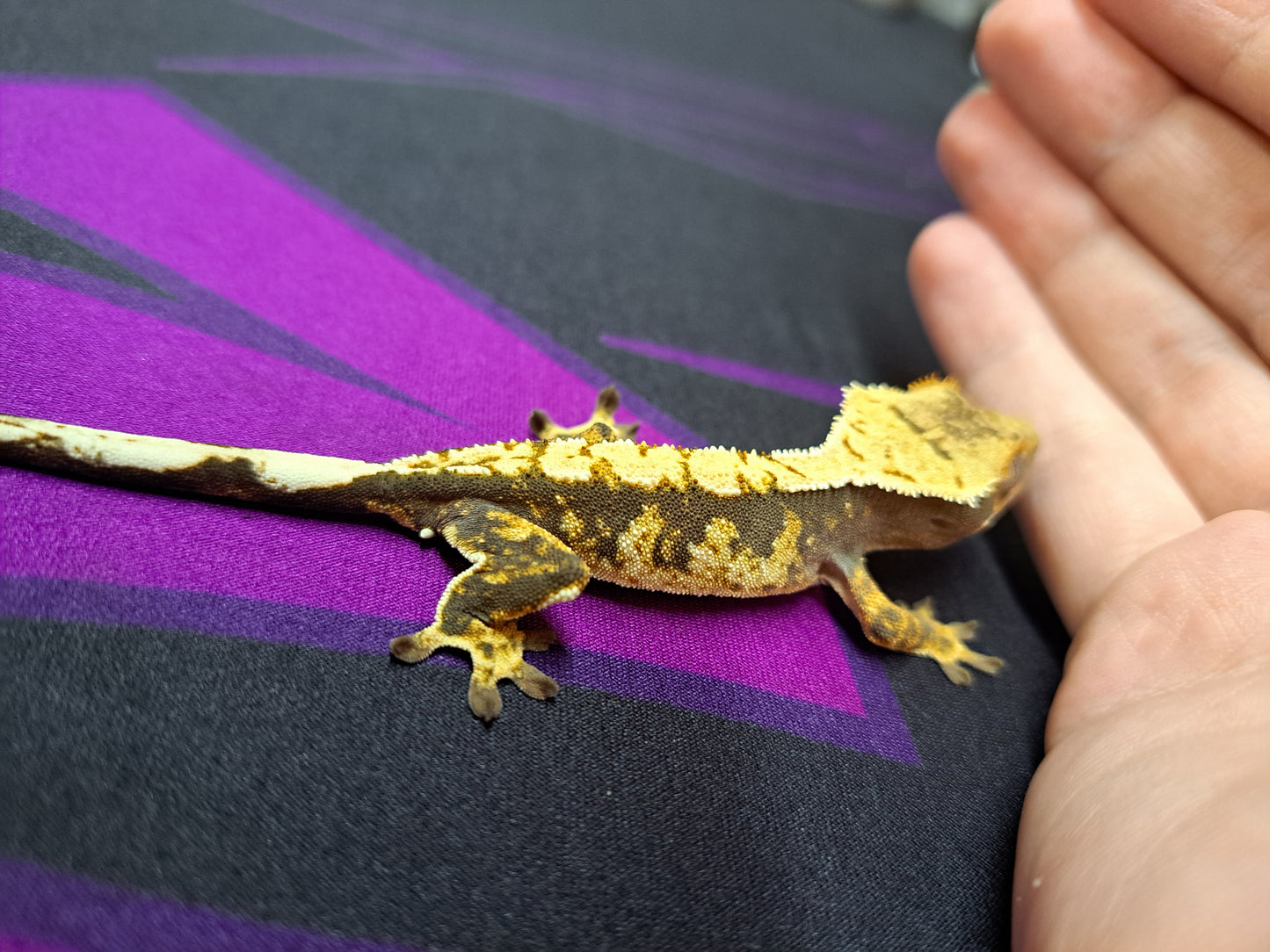 crested gecko "PaRappa"