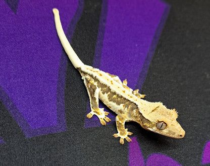 crested gecko "Ridley" Lilly white