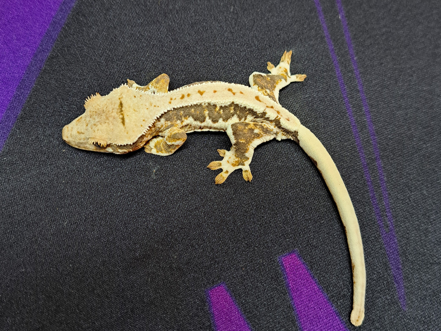 crested gecko "Ridley" Lilly white