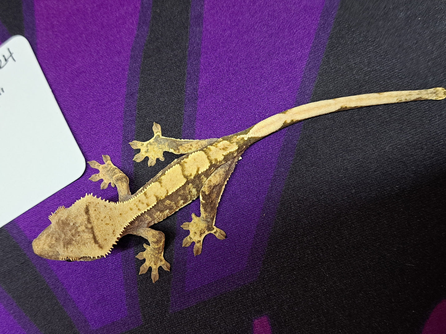 crested gecko "Sonic"