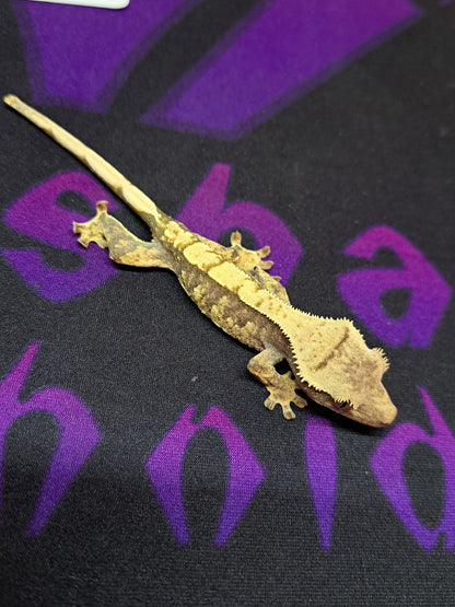 crested gecko "Sonic"