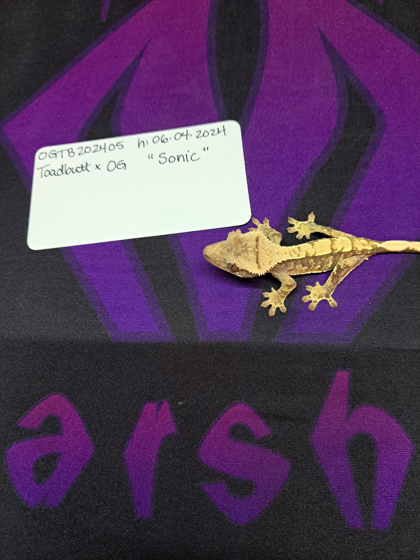 crested gecko "Sonic"