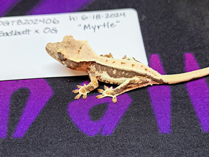 crested gecko "Myrtle" Lilly white