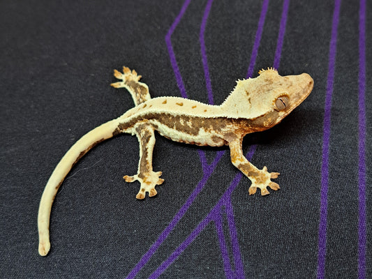 crested gecko "Myrtle" Lilly white