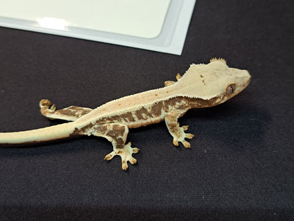 crested gecko "Kitana" Lilly white