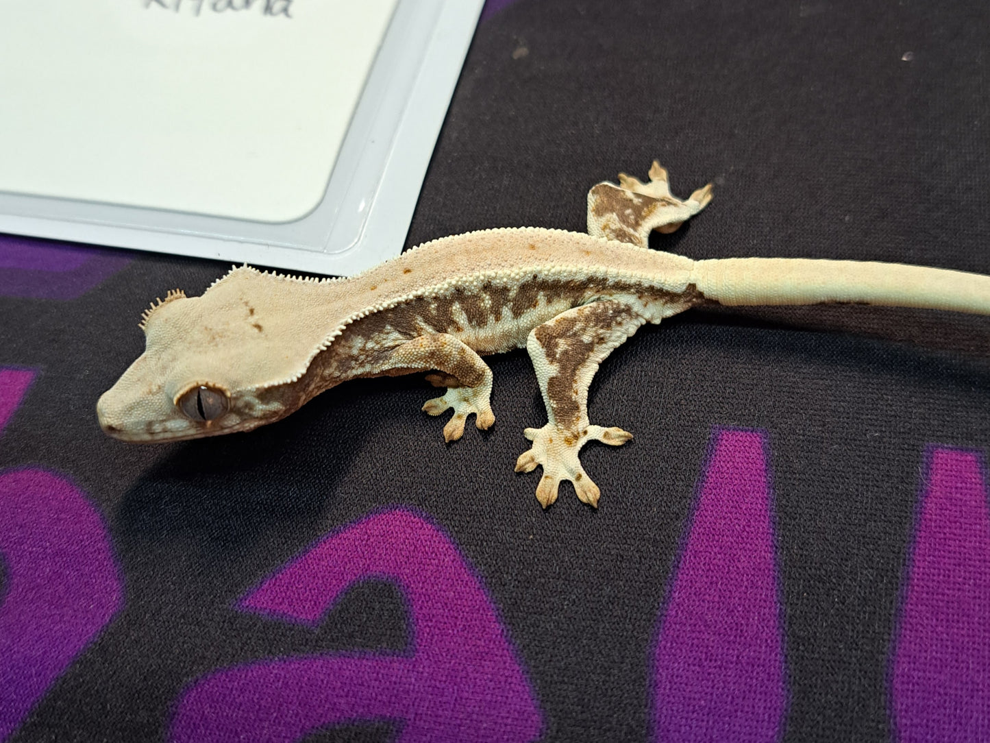 crested gecko "Kitana" Lilly white