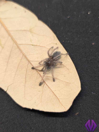 Ornithoctoninae sp. "Laos" (PDA) ¾"+ AVAILABLE NOW!