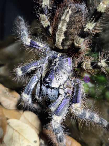 Poecilotheria formosa ~1" AVAILABLE NOW!