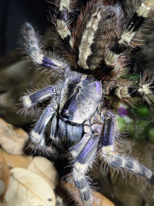 Poecilotheria formosa ~1" AVAILABLE NOW!