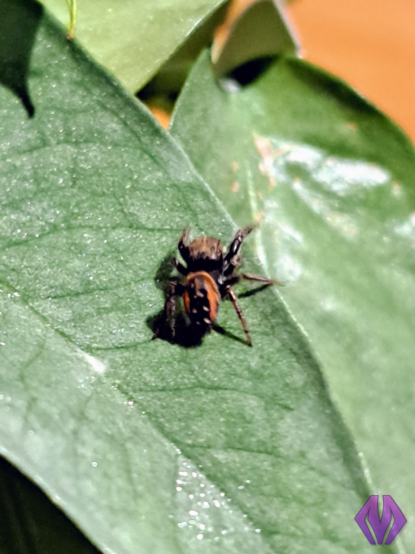 red-backed jumping spider ⅛" UNSEXED