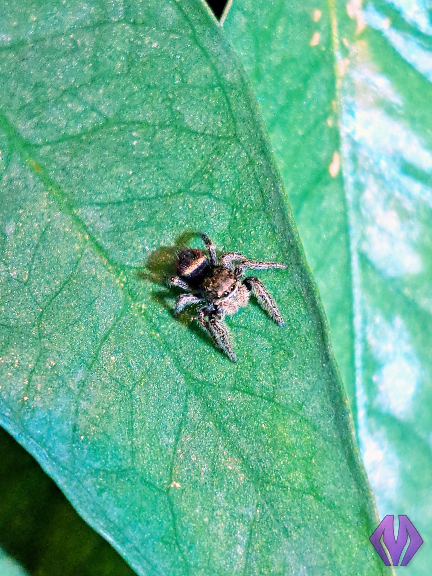 red-backed jumping spider ⅛" UNSEXED